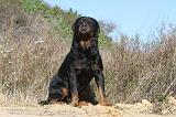 ROTTWEILER 093